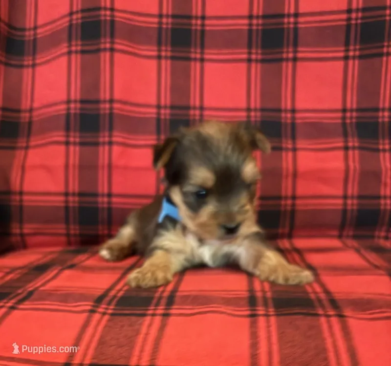 Gizmo – Yorkshire Terrier puppy for sale in Chester, SC