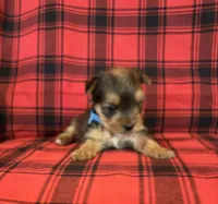 Gizmo, a male Yorkshire Terrier for sale in Chester, SC – 1 of 3