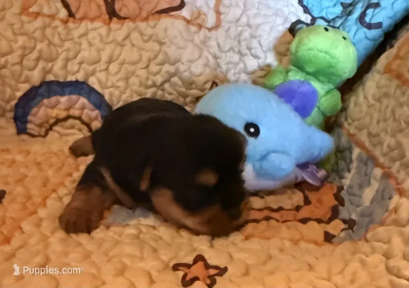 Darla – Yorkshire Terrier puppy for sale in Chester, SC