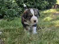 Orange, a male Bernese Mountain Dog and Great Pyrenees for sale in Elgin, OR – 2 of 6
