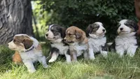 Purple, a female Bernese Mountain Dog and Great Pyrenees for sale in Elgin, OR – 5 of 6