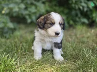 Green, a male Bernese Mountain Dog and Great Pyrenees for sale in Elgin, OR – 1 of 6