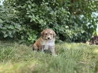 Pink, a female Bernese Mountain Dog and Great Pyrenees for sale in Elgin, OR – 3 of 5