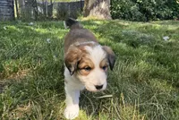 Purple, a female Bernese Mountain Dog and Great Pyrenees for sale in Elgin, OR – 2 of 6