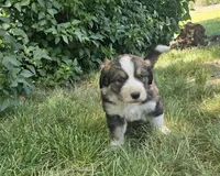 Orange, a male Bernese Mountain Dog and Great Pyrenees for sale in Elgin, OR – 3 of 6