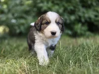 Green, a male Bernese Mountain Dog and Great Pyrenees for sale in Elgin, OR – 4 of 6