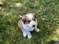 Purple, a female Bernese Mountain Dog and Great Pyrenees for sale in Elgin, OR – 3 of 6