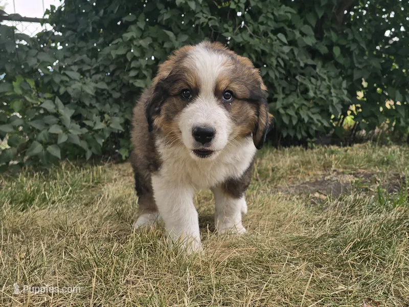 Green – Bernese Mountain Dog, Great Pyrenees puppy for sale in Elgin, OR