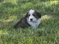 Green, a male Bernese Mountain Dog and Great Pyrenees for sale in Elgin, OR – 3 of 6