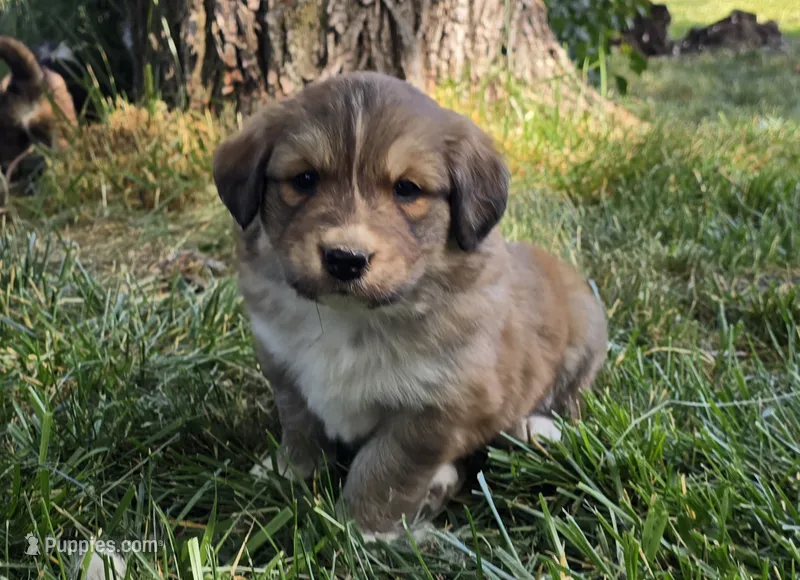 Pink – Bernese Mountain Dog, Great Pyrenees puppy for sale in Elgin, OR