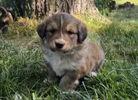 Pink, a female Bernese Mountain Dog and Great Pyrenees for sale in Elgin, OR – 1 of 5
