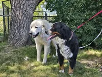 Green, a male Bernese Mountain Dog and Great Pyrenees for sale in Elgin, OR – 6 of 6