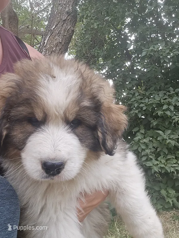 Blue – Bernese Mountain Dog, Great Pyrenees puppy for sale in Elgin, OR