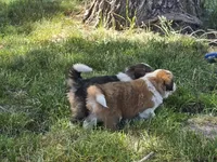 Purple, a female Bernese Mountain Dog and Great Pyrenees for sale in Elgin, OR – 4 of 6