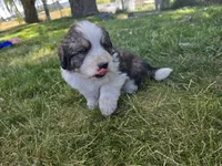 Blue, a male Bernese Mountain Dog and Great Pyrenees for sale in Elgin, OR – 2 of 5