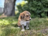 Pink, a female Bernese Mountain Dog and Great Pyrenees for sale in Elgin, OR – 2 of 5