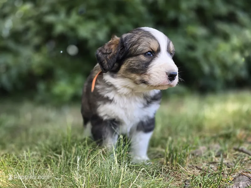 Orange – Bernese Mountain Dog, Great Pyrenees puppy for sale in Elgin, OR
