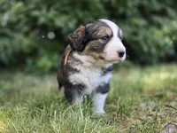 Orange, a male Bernese Mountain Dog and Great Pyrenees for sale in Elgin, OR – 1 of 6