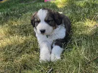 Green, a male Bernese Mountain Dog and Great Pyrenees for sale in Elgin, OR – 2 of 6