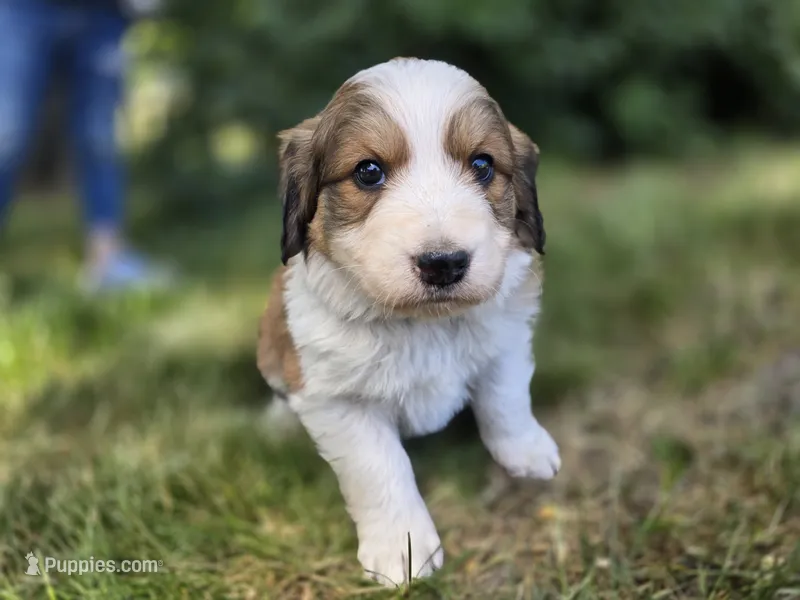Purple – Bernese Mountain Dog, Great Pyrenees puppy for sale in Elgin, OR
