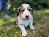 Purple, a female Bernese Mountain Dog and Great Pyrenees for sale in Elgin, OR – 1 of 6