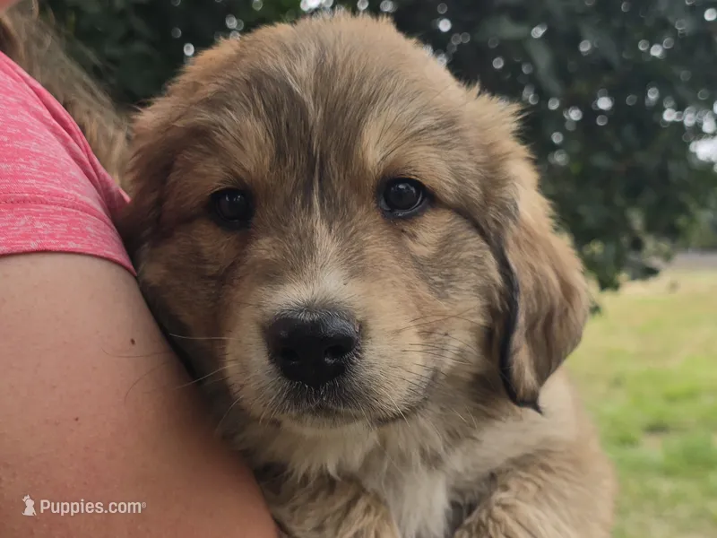 Pink – Bernese Mountain Dog, Great Pyrenees puppy for sale in Elgin, OR