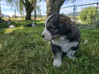 Orange, a male Bernese Mountain Dog and Great Pyrenees for sale in Elgin, OR – 4 of 6