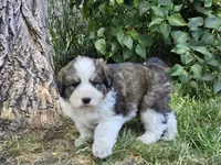 Blue, a male Bernese Mountain Dog and Great Pyrenees for sale in Elgin, OR – 3 of 5