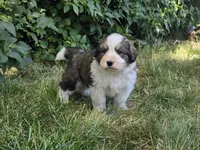 Blue, a male Bernese Mountain Dog and Great Pyrenees for sale in Elgin, OR – 1 of 5