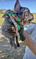 Max, a male French Bulldog for sale in New Albany, MS – 2 of 2