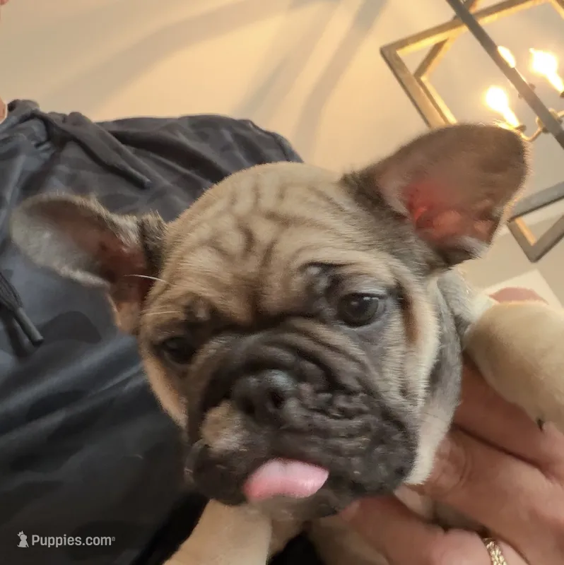 Maddie – French Bulldog puppy for sale in New Albany, MS