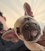 Samson, a male French Bulldog for sale in New Albany, MS – 4 of 4