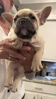 Samson, a male French Bulldog for sale in New Albany, MS – 3 of 4