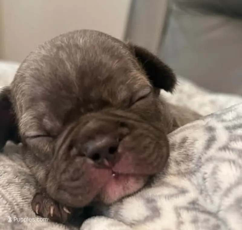 Max – French Bulldog puppy for sale in New Albany, MS