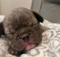 Max, a male French Bulldog for sale in New Albany, MS – 1 of 2