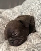 Princess, a female French Bulldog for sale in New Albany, MS – 2 of 3