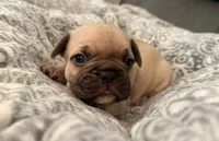 Samson, a male French Bulldog for sale in New Albany, MS – 2 of 4