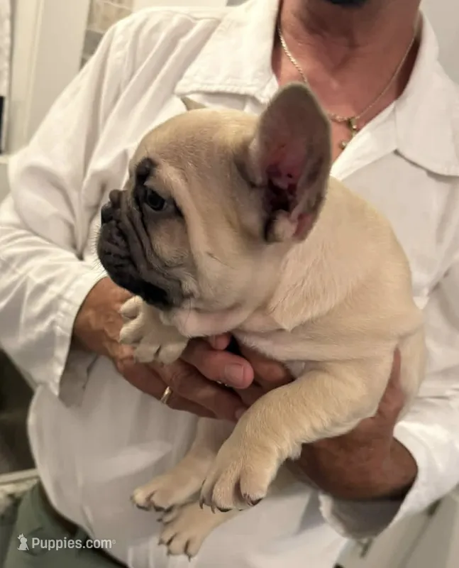 Samson – French Bulldog puppy for sale in New Albany, MS