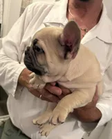Samson, a male French Bulldog for sale in New Albany, MS – 1 of 4