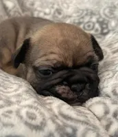 Maddie, a female French Bulldog for sale in New Albany, MS – 3 of 3