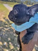 Princess, a female French Bulldog for sale in New Albany, MS – 3 of 3