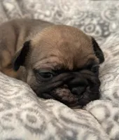 Maddie, a female French Bulldog for sale in New Albany, MS – 2 of 3