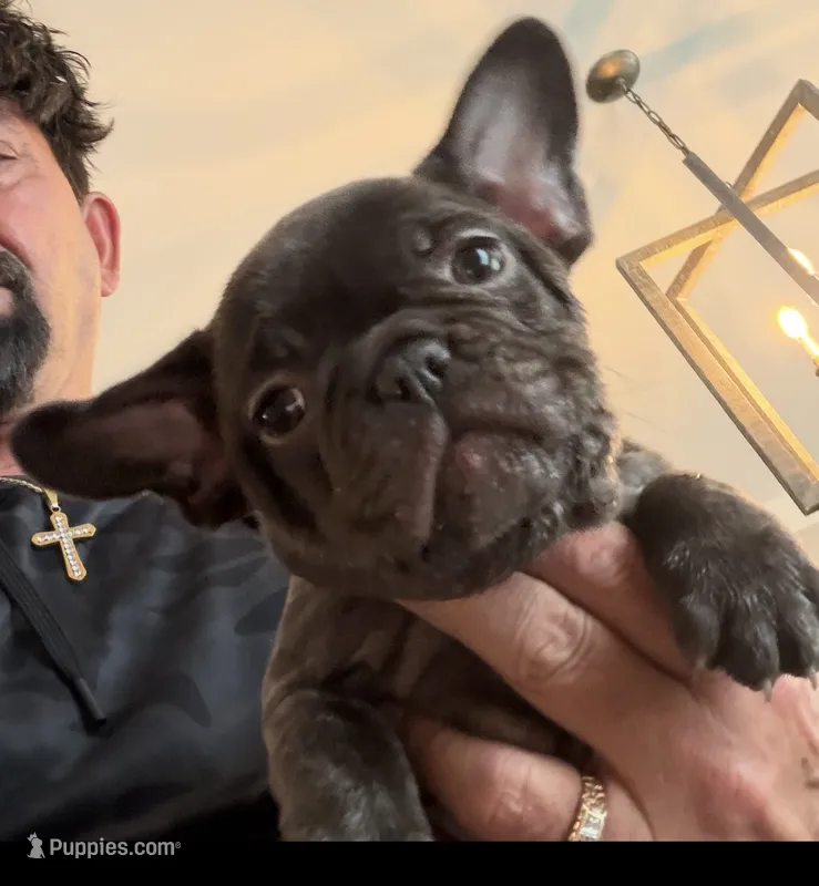 Princess – French Bulldog puppy for sale in New Albany, MS