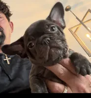 Princess, a female French Bulldog for sale in New Albany, MS – 1 of 3
