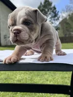 Lila, a female English Bulldog for sale in Tyler, TX – Photo 3 of 3