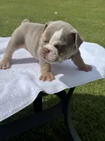 Lila, a female English Bulldog for sale in Tyler, TX – Photo 1 of 3