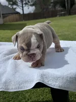 Lila, a female English Bulldog for sale in Tyler, TX – Photo 2 of 3