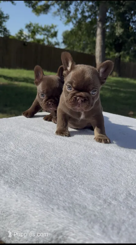 SIG – French Bulldog puppy for sale in Tyler, TX