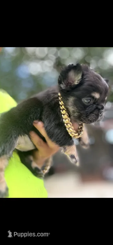 Shadow  – French Bulldog puppy for sale in Tyler, TX