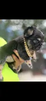 Shadow , a female French Bulldog for sale in Tyler, TX – 1 of 3